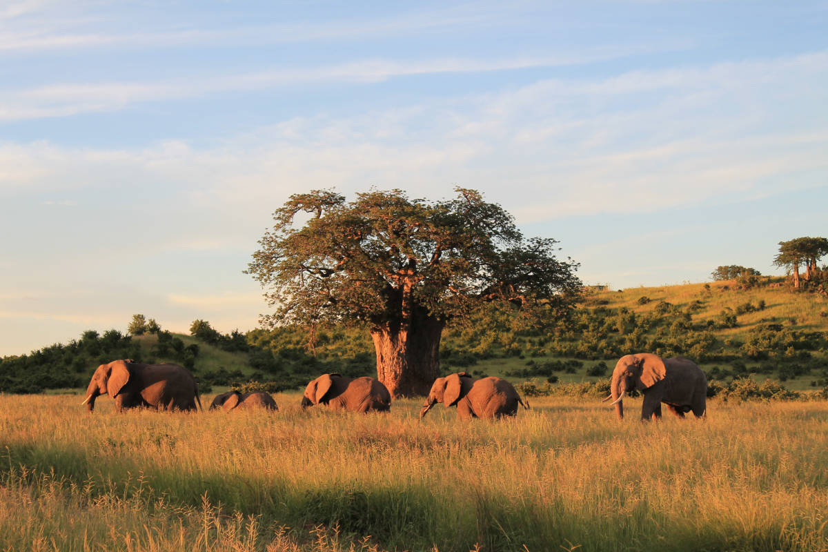 Maricky's Safaris - Elephant family grazing in Ruaha National Park