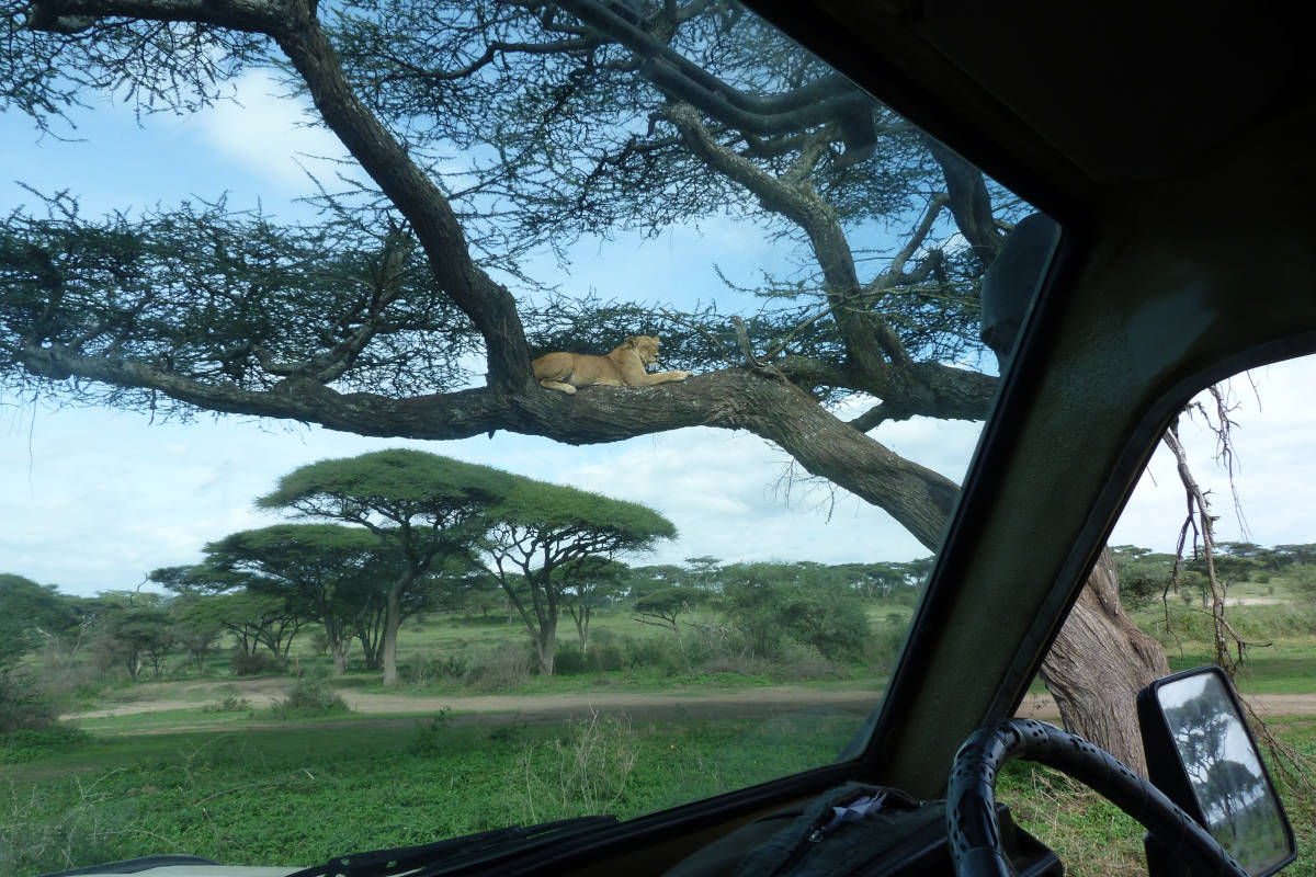 Maricky's Safaris - Climbing tree lion in Ngorongoro Conservation Area