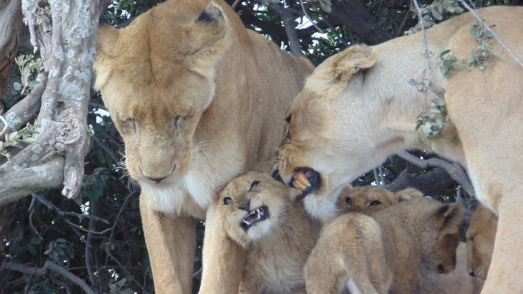 Maricky's Safaris - big five safari/maricky safaris lions with cubs playing