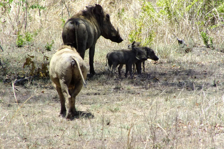 Maricky's Safaris - big five safari/marickys safaris big five trip warthog