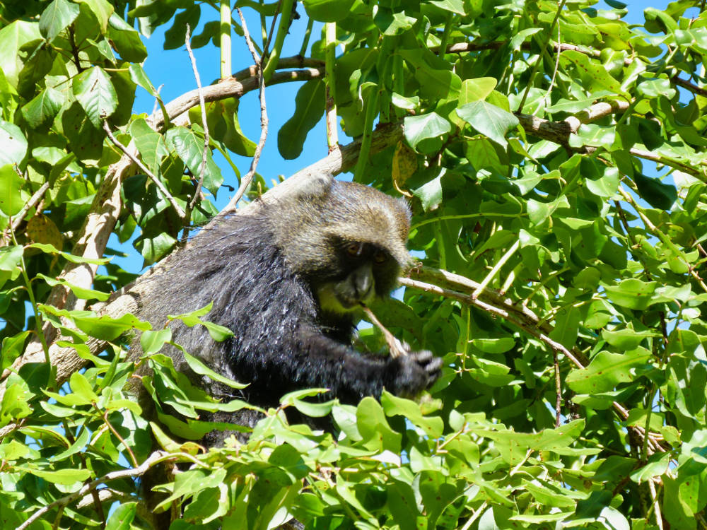 Maricky's Safaris - kilimanjaro trekk/marickys safaris kilimanjaro monkeys