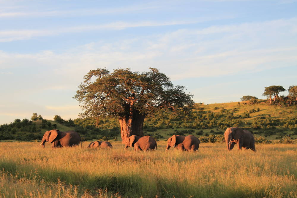Maricky's Safaris - Package African Elephants in Ruaha National Park