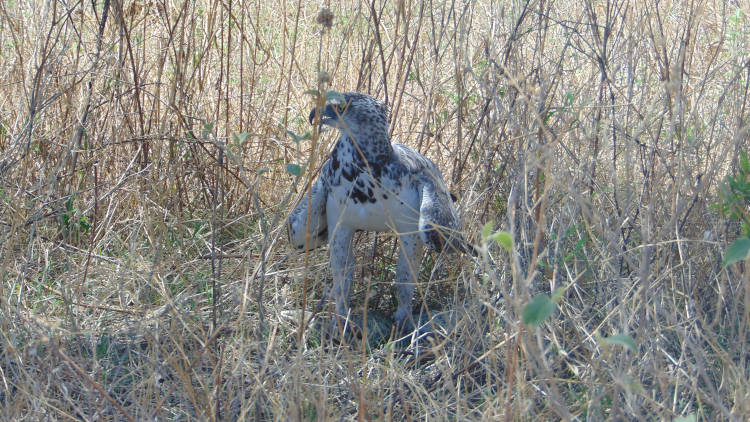 Maricky's Safaris - migrations footsteps and hadzabe hunting/marickys safaris bird of prey