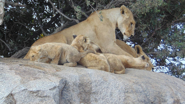 Maricky's Safaris - migrations footsteps and hadzabe hunting/marickys safaris lions with cubs