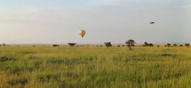 Maricky's Safaris - migrations footsteps and hadzabe hunting/marickys safaris serengeti air ballon