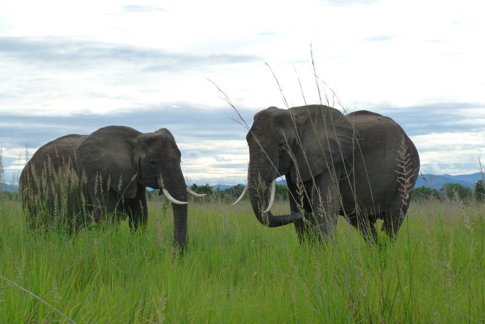 Maricky's Safaris - mikumi game drive/marickys safaris mikumi duo elephants