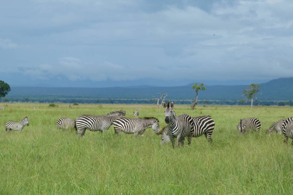 Maricky's Safaris - mikumi game drive/marickys safaris mikumi zebras