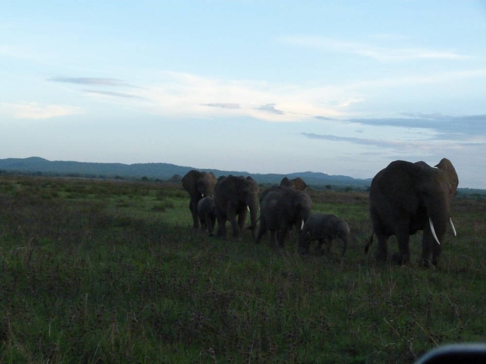 Maricky's Safaris - mikumi national park/marickys safaris mikumi elephants group