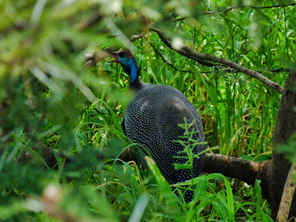 Maricky's Safaris - mikumi national park/marickys safaris mikumi geneph