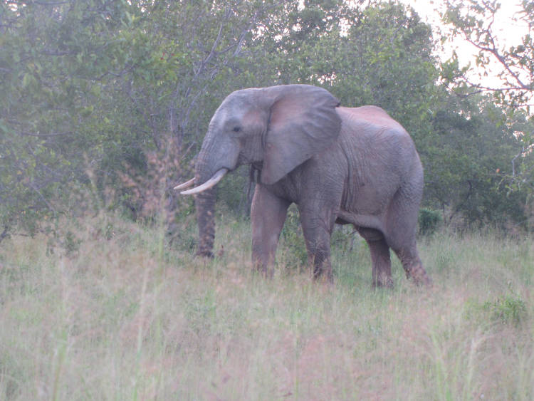 Maricky's Safaris - nyerere national park/marickys safaris nyerere national park elephant walking