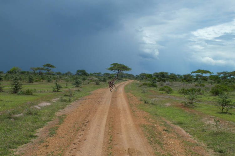 Maricky's Safaris - nyerere national park/marickys safaris nyerere national park rough road