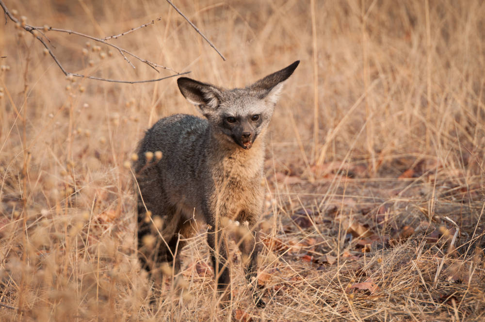 Maricky's Safaris - ruaha national park/marickys safaris ruaha bat eared fox