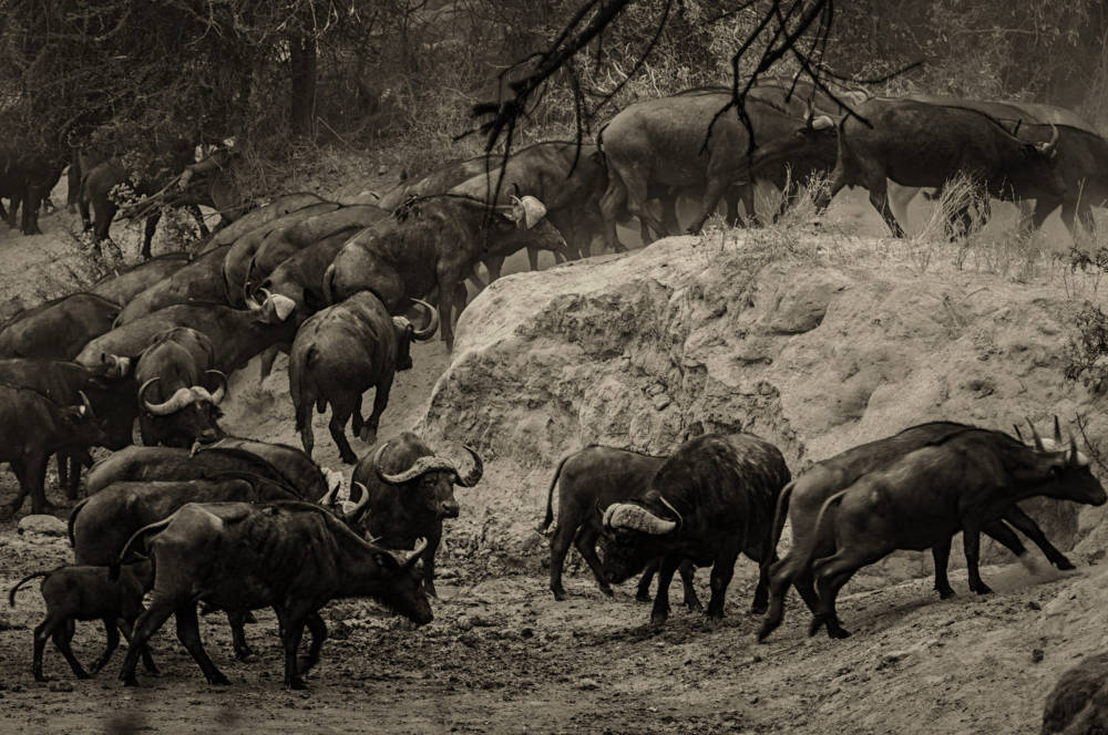 Maricky's Safaris - ruaha national park/marickys safaris ruaha buffalos herd