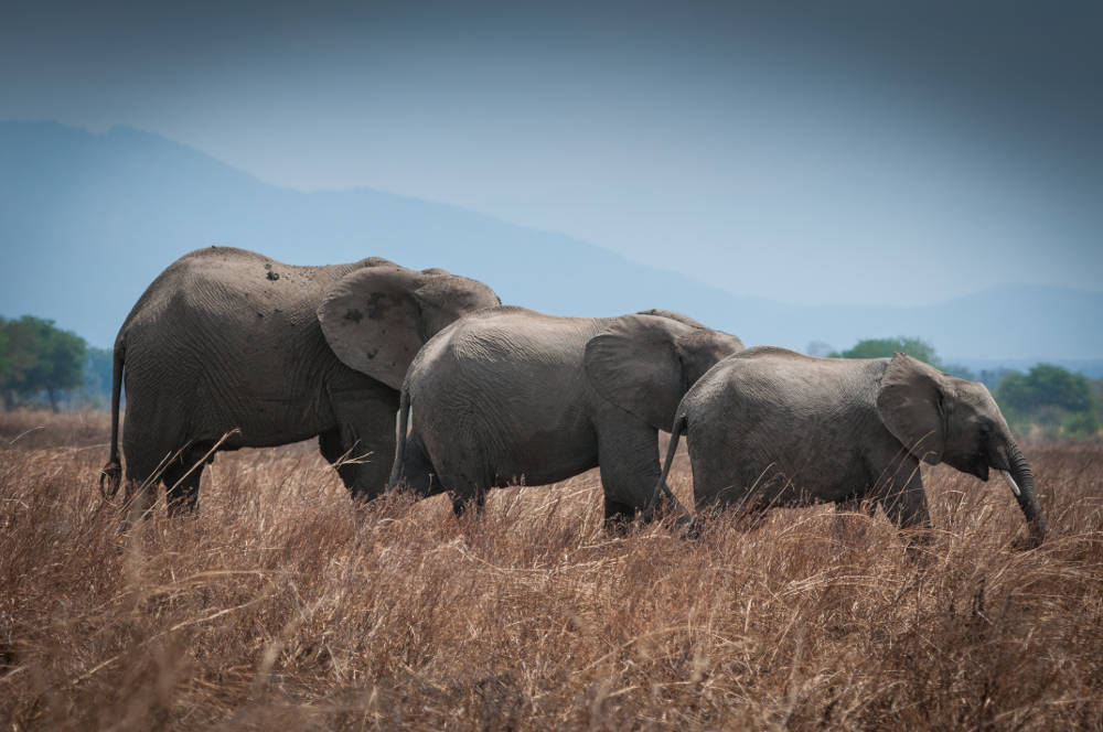 Maricky's Safaris - ruaha national park/marickys safaris ruaha elephants aligned