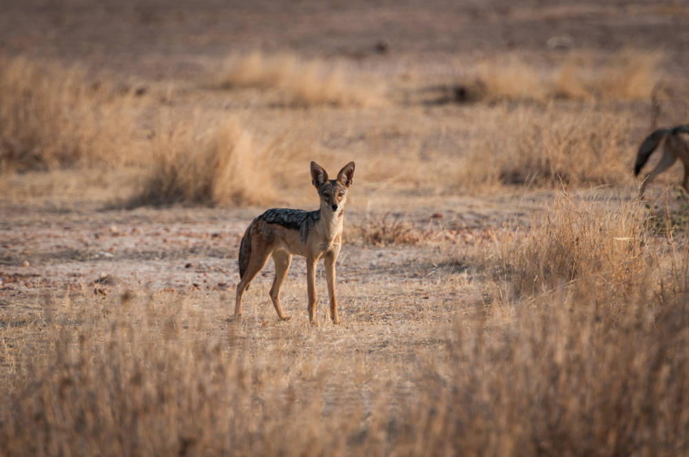 Maricky's Safaris - ruaha national park/marickys safaris ruaha jackle