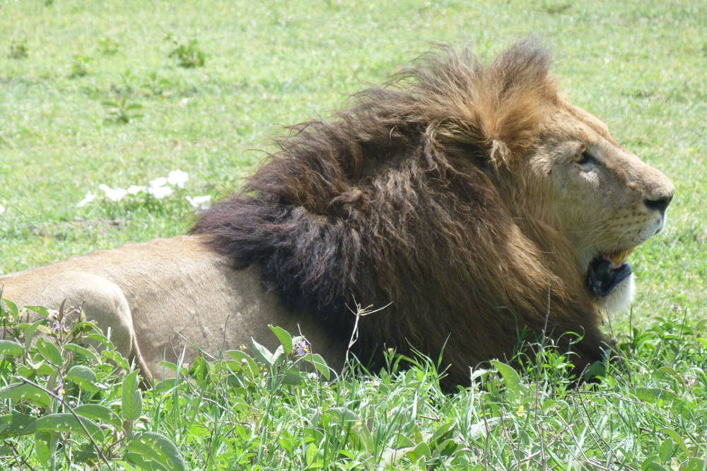 Maricky's Safaris - ruaha national park/marickys safaris ruaha male lion