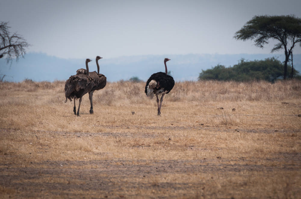 Maricky's Safaris - ruaha national park/marickys safaris ruaha otrich