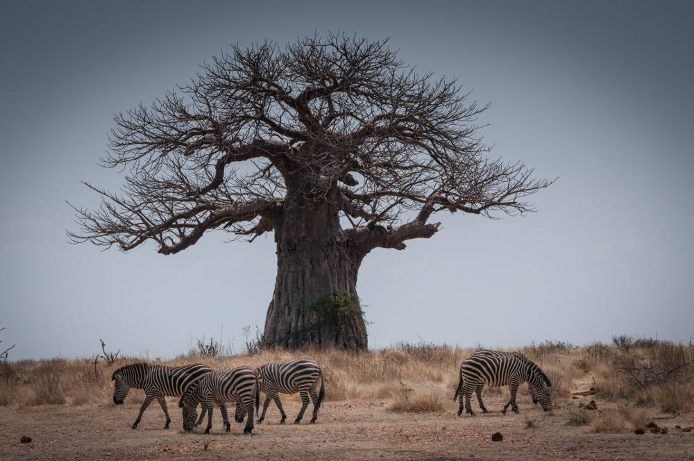 Maricky's Safaris - ruaha national park/marickys safaris ruaha zebra baobab